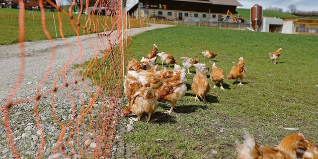 Diese Biopoulets geniessen ihren Weidegang sichtlich. Der fotografierte Betrieb produziert für Micarna.  