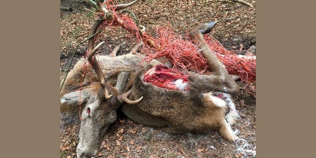 Trauriger Anblick: Ein Hirsch hat sich verheddert in einem Weidenetz. (Bild Steven Diethelm/zVg)