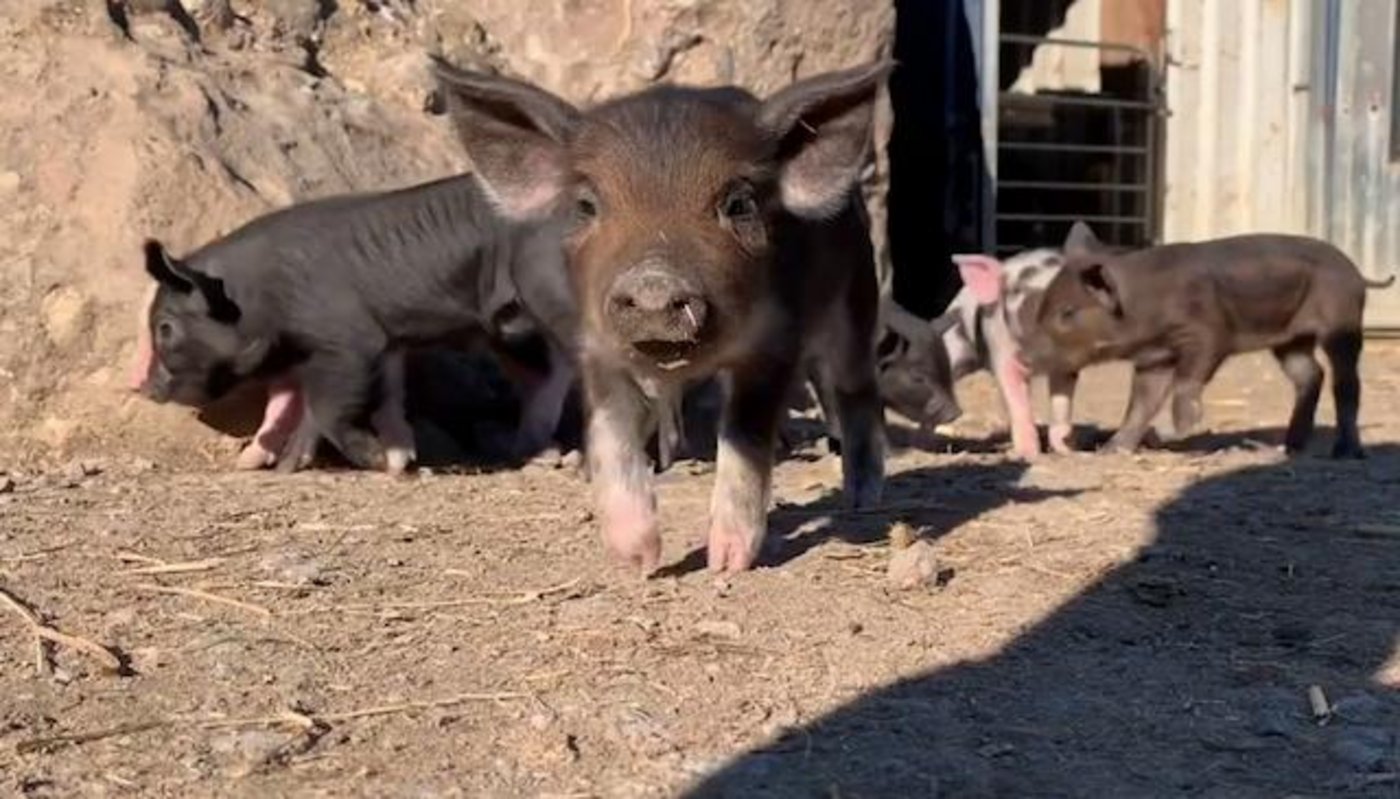 Die Alpenschweine fühlen sich sauwohl. (Screenshot/ Youtube Tierpark Goldau)