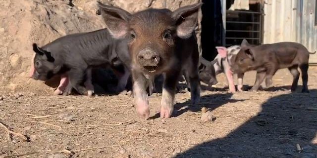 Die Alpenschweine fühlen sich sauwohl. (Screenshot/ Youtube Tierpark Goldau)
