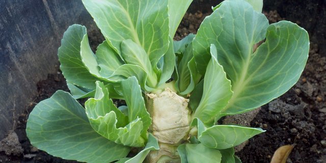 Damit Kabis wieder austreibt, muss man einen hohen Storzen stehen lassen. 