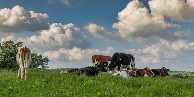 Kuhweide in Dänemark. (Bild Pixabay)