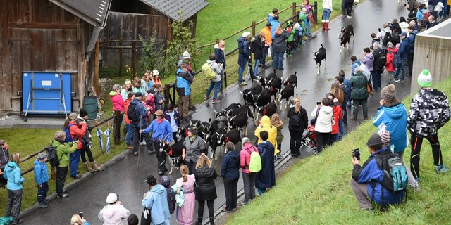 Nicht ganz wie gewohnt, aber auf jeden Fall mit vielen Tieren, wird sich das Prättigauer Alp Spektakel im Jahr 2021 präsentieren. (Bild Alp Spektakel)