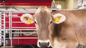 Damit das automatisi Damit das automatisierte Melken mit dem Roboter funktioniert, müssen die Weideflächen nicht zwingend arrondiert um den Betrieb liegen.