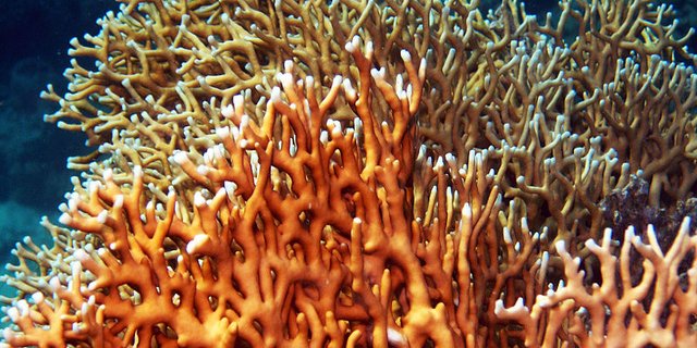 Sogar Korallen wandern dem Klimawandel hinterher - sie machen das über Generationen per Fortpflanzung. (Bild: Rob)