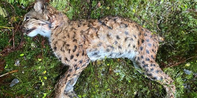 Der tote Luchs wurde am letzten Sonntag in der Nähe des Etang des Royes, in der Gemeinde Le Bémont entdeckt. (Bild Kanton Jura)