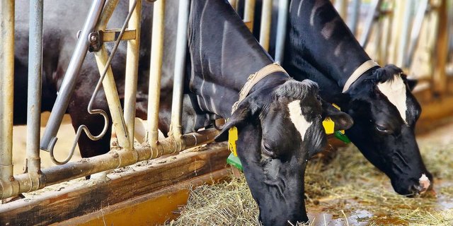 Den Kühen an der Fressachse nur noch 30 % TS zu geben und darauf zu hoffen, dass sie den Rest draussen auf der Weide fressen, ist unüberlegt.