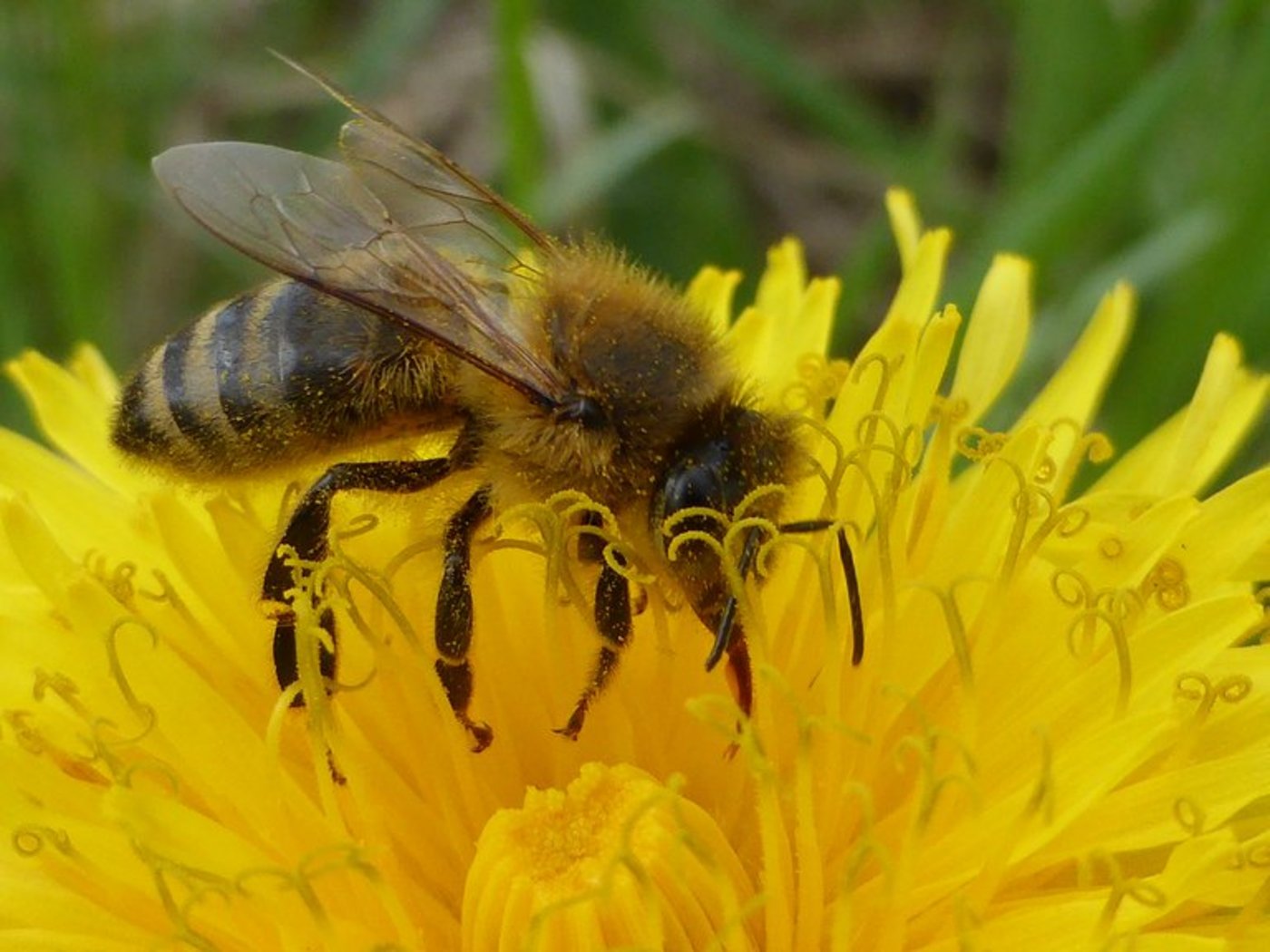 Bei Löwenzahn-Feldern sollte erst nach dem Verblühen gemäht werden, um die Bienen zu schützen. (Bild pd)