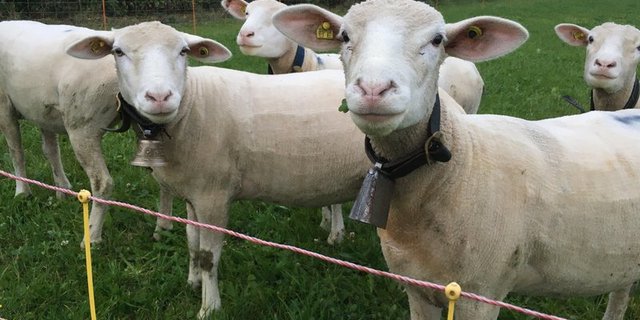 Schafe und andere Nutztiere vor dem Wolf zu schützen, kostet Zeit und Geld. Solche Massnahmen müssten kostendeckend entschädigt werden, fordert der Schweizer Tierschutz STS. (Bild BauZ)