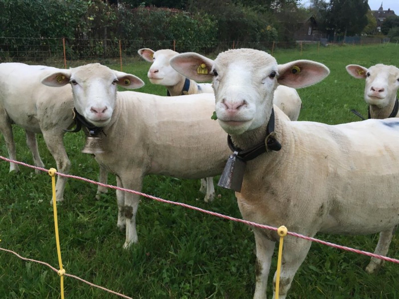 Schafe und andere Nutztiere vor dem Wolf zu schützen, kostet Zeit und Geld. Solche Massnahmen müssten kostendeckend entschädigt werden, fordert der Schweizer Tierschutz STS. (Bild BauZ)