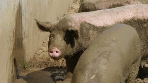 Schweine leiden besonders unter der Hitze Schlamm ist die natürliche Sonnencrème der Schweine. (Bild mg)