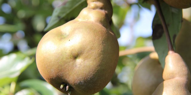 Besonders betroffen seien die Birnenkulturen angrenzend zu Häusern, Scheunen oder zu Siedlungsgebieten. (Bilder Obstverband)