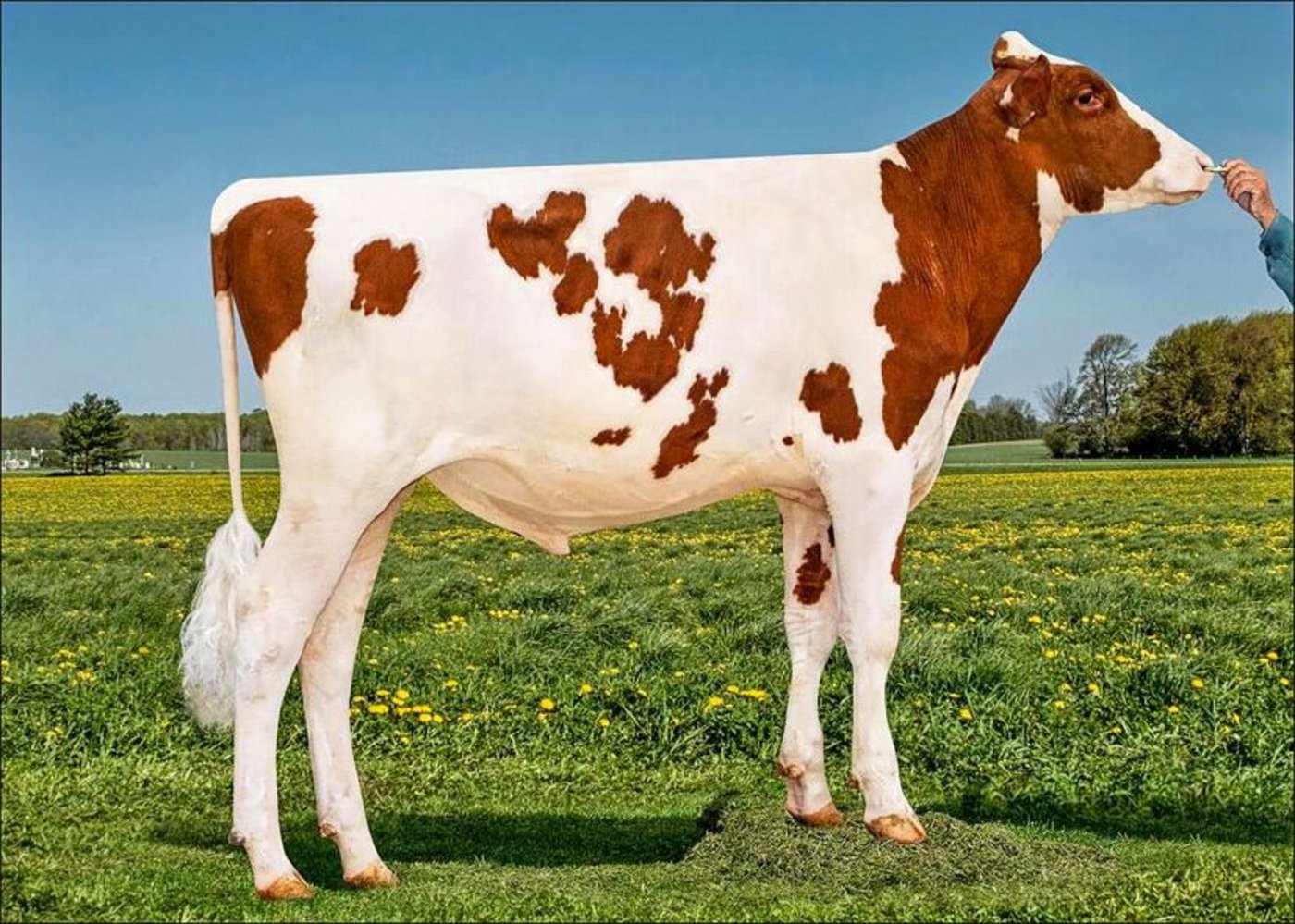 Er ist einer der letzten und wohl der ausgeglichenste Apple-Sohn: Apple-Pts Imac Attraction. 