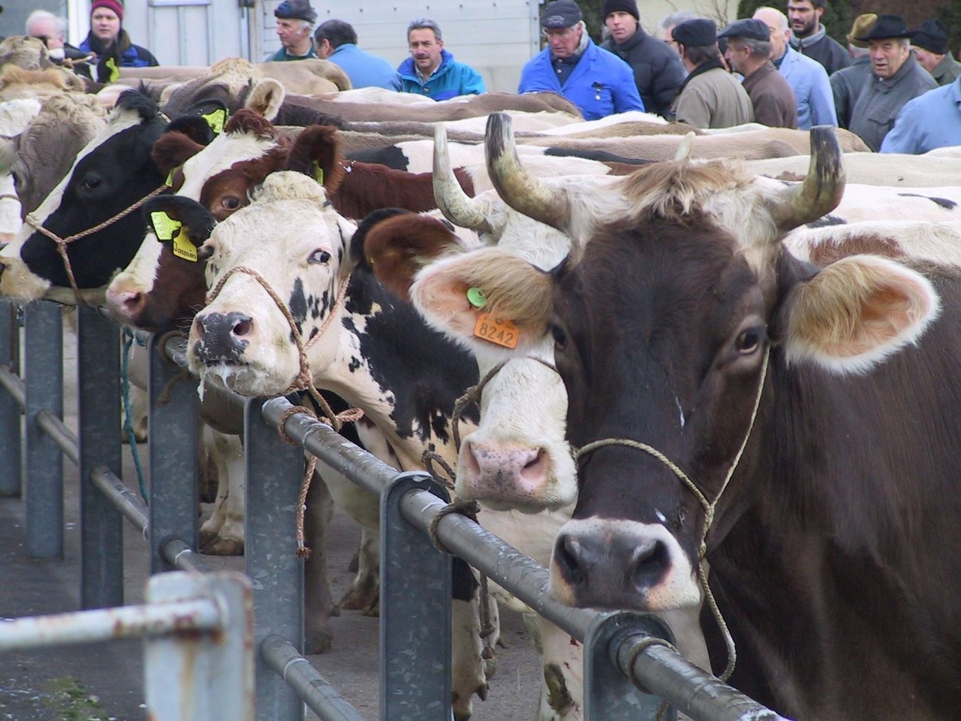 Schlachtviehmarkt in Weinfelden (Bild BauZ)