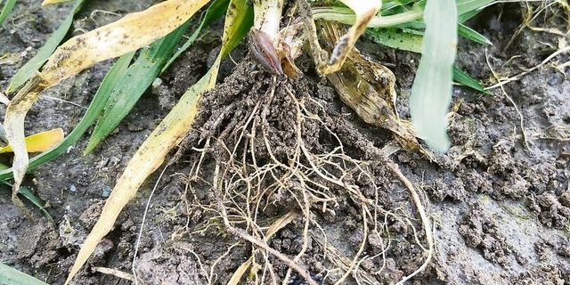 Über Wurzelausscheidungen beeinflussen Pflanzen das Bodenleben. Biologie und Chemie spielen dabei zusammen, wenn es etwa um die Verfügbarkeit von Nährstoffen geht.