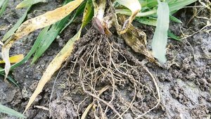 Über Wurzelausscheid Über Wurzelausscheidungen beeinflussen Pflanzen das Bodenleben. Biologie und Chemie spielen dabei zusammen, wenn es etwa um die Verfügbarkeit von Nährstoffen geht.