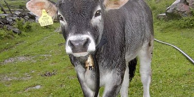 Grauviehkälbchen (Bild Henryart)