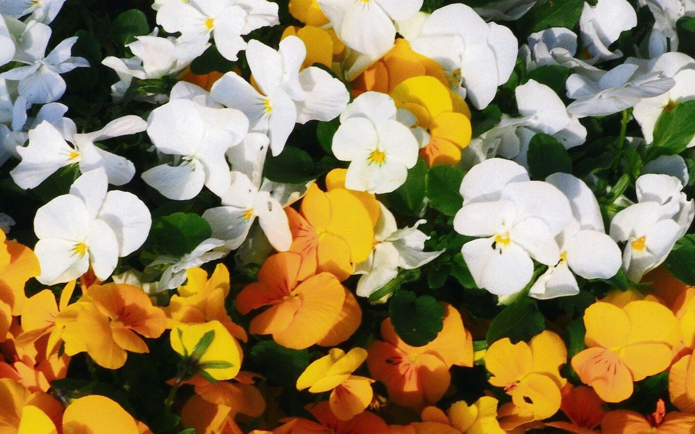 Mit gelben, cremefarbenen und weissen Stiefmütterchen erzeugt man im Frühling einen fröhlichen Effekt.