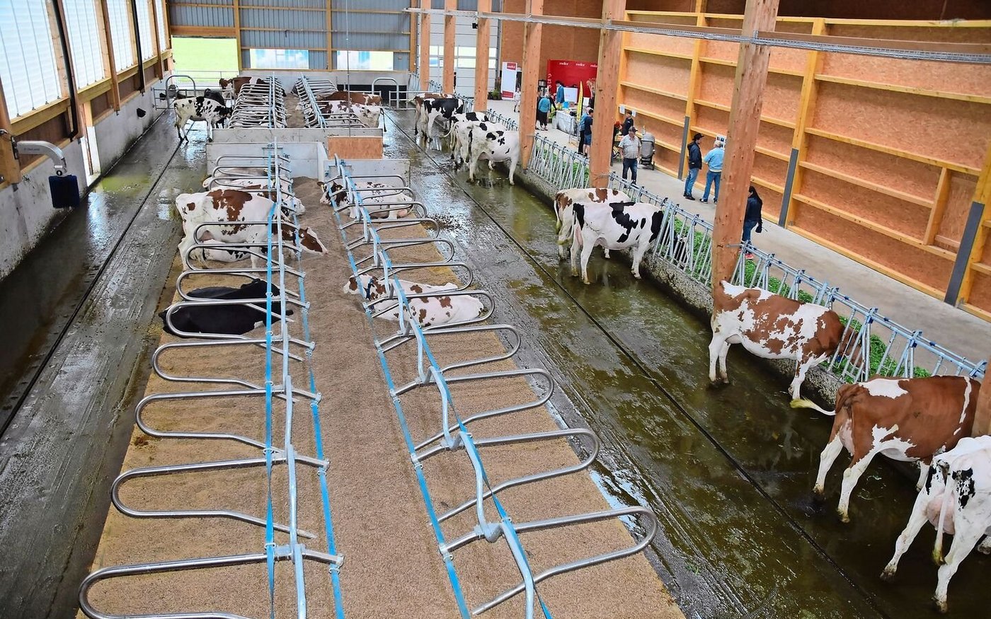 Der neue Laufstall bietet Platz für 66 Kühe. Die Liegeboxen sind mit Strohwürfeln gefüllt. «Der Neubau ist für uns eine enorme Arbeitserleichterung», sagt Heinz Baur zufrieden. 