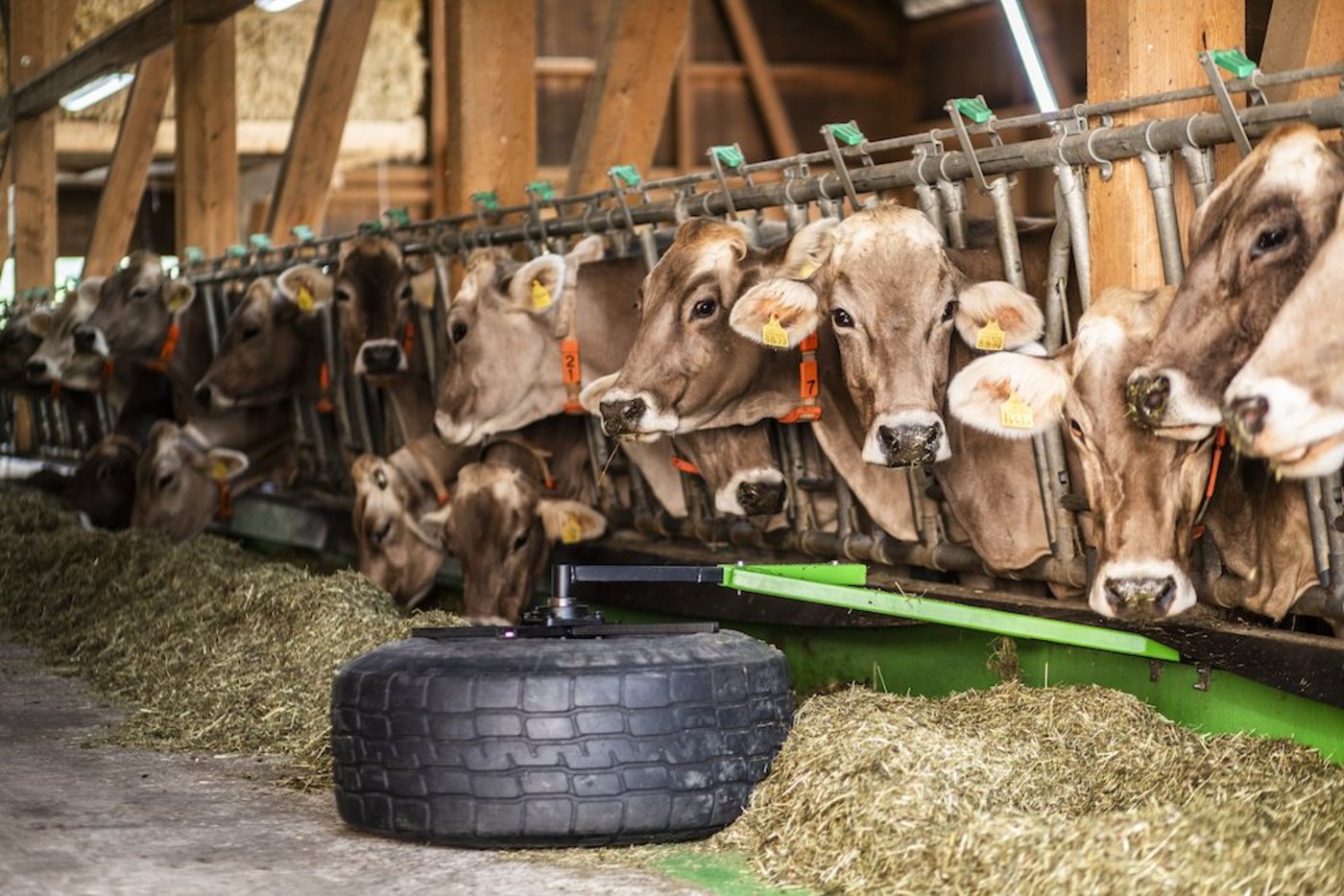 Totalmischrationen kann der smarte Futterschieber am besten zuschieben. Spätestens auf dem Rückweg wird auch das restliche Futter zugeschoben (Bild: Pia Neuenschwander)