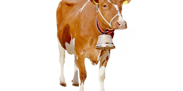 Odyssey-Eugenie von Daniel Jordi, Schwarzenbach, erhielt letztes Jahr am Jubiläum in Huttwil die beliebte Proteinglocke. (Bild sb)