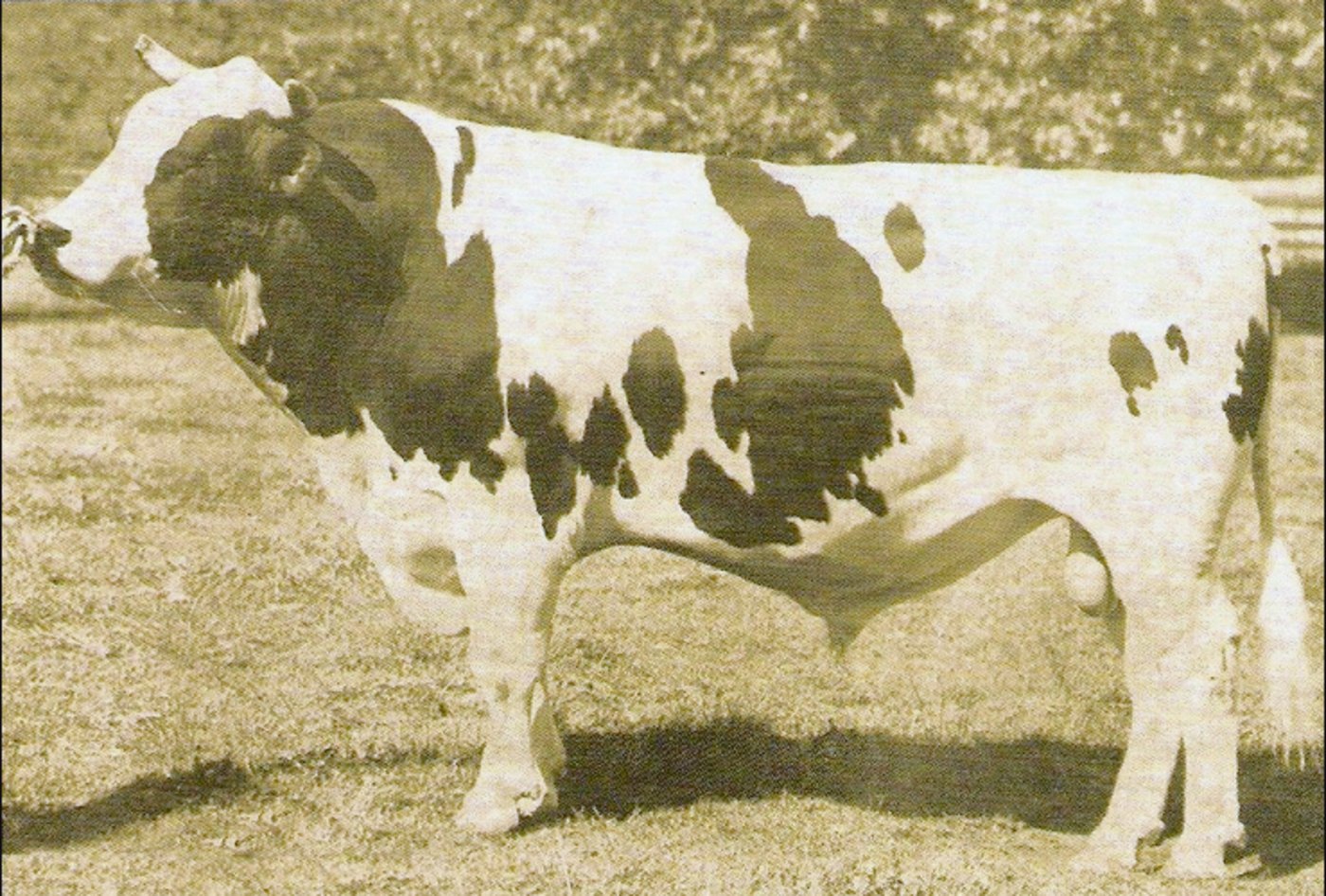Pawnee Farm Arlinda Chief ist quasi ein Inzuchtprodukt: Denn mütterlicher-, wie väterlicherseits, hatten beide Elterntiere denselben Grossvater. (Bild zVg) 