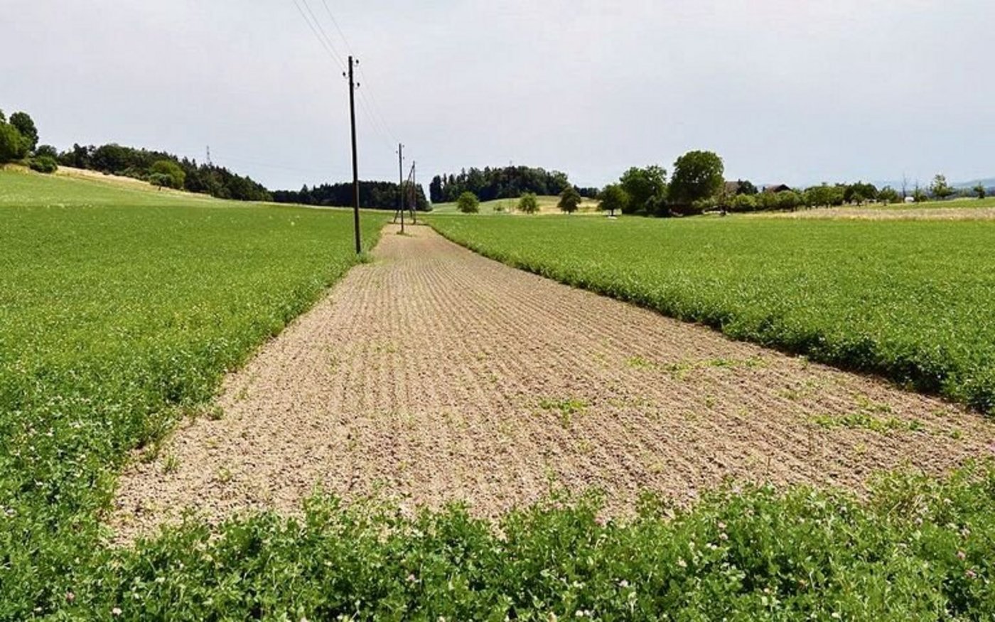 Hier säte ein Landwirt einen Nützlingsstreifen entlang der Hochspannungsmasten. Das erleichtert die Bewirtschaftung.