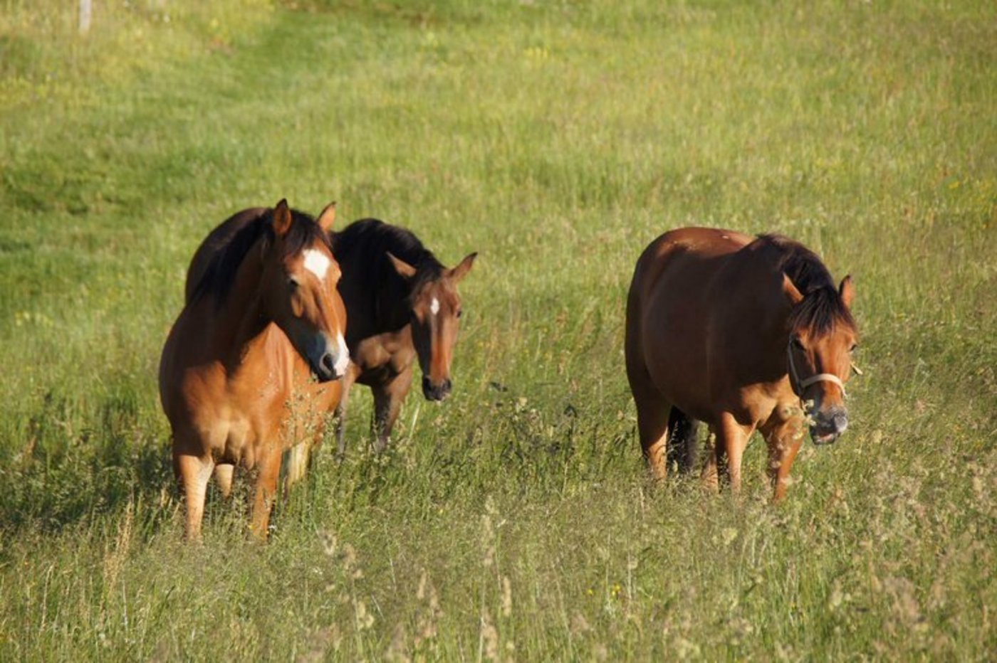 Pferdefleisch wird nur wenig gegessen:  Der jährliche Pro-Kopf-Konsum in der Schweiz liegt mit 0,43 kg. (Bild lid)