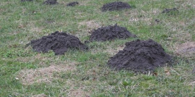 So sehen in Schwyz momentan viele Wiesen aus. (Bild Wikipedia/ Rasbak)