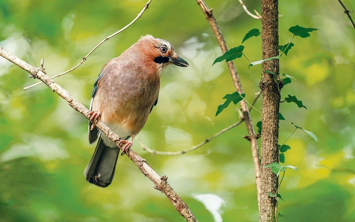 Der Kropf ist eine von aussen unauffällige Erweiterung der Speiseröhre. Darin kann der Eichelhäher Futter transportieren. 