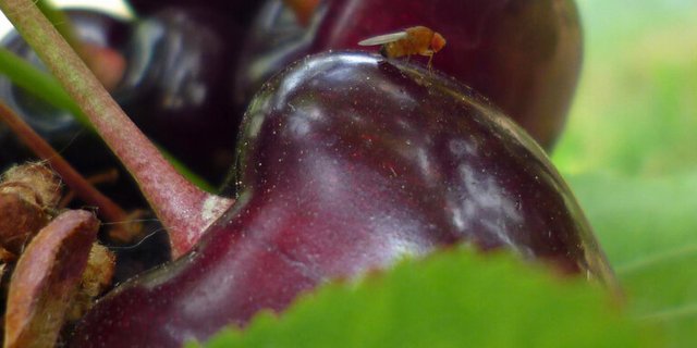 Die Kirschessigfliege ist ein gefürchteter Schädling im Obst- und Weinbau und wurde ursprünglich aus Asien eingeschleppt. (Bild/lid) 