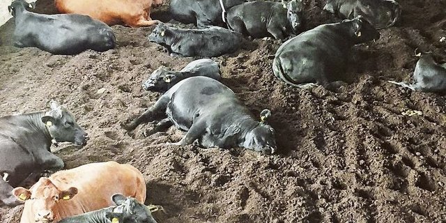 Auf der offenen Liegefläche begrenzen keine Trennbügel den Raum, was das Verletzungsrisiko senkt. Die Tiere suchen sich selbst ihren Platz und es gebe keine Rangeleien darum.