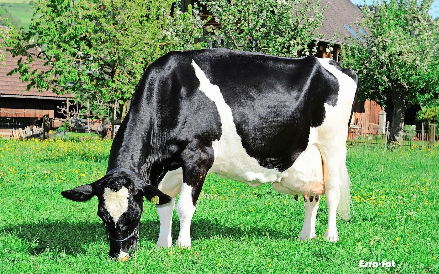 Redmaker Tigresse kam in ihrem Leben auf sagenhafte, 138 964 kg Milch mit 3, 68% Fett und 3, 46% Eiweiss. 