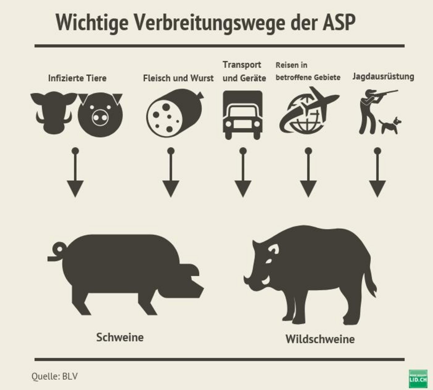 Tritt die ASP bei Hausschweinen auf, hilft nur das Töten von Beständen als Gegenmassnahme. (Bild LID/Quelle BLV))