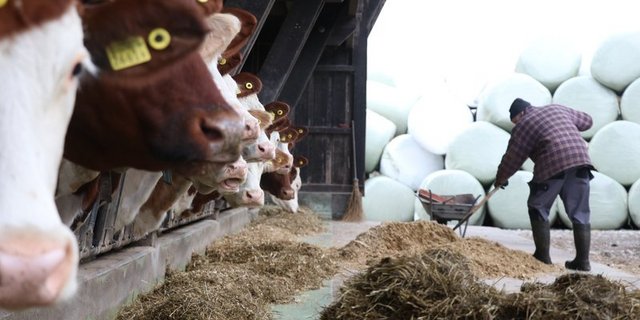 Gemessen am Wert der im Kanton produzierten landwirtschaftlichen Erzeugnisse rangierte Zürich im Jahr 2017 auf dem 4. Platz. (Symbolbild Ruth Aerni)