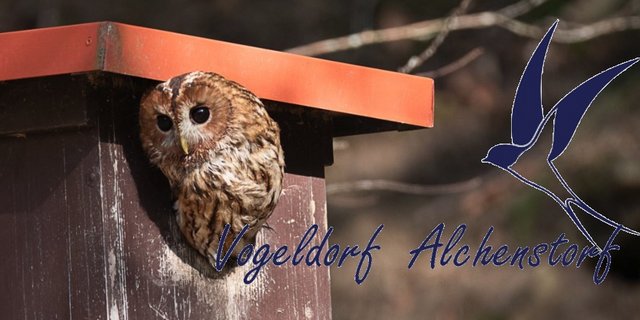 Vögel kann jeder fördern, sagt Andreas Aebi. (Bild Screenshot Vogeldorf.ch)