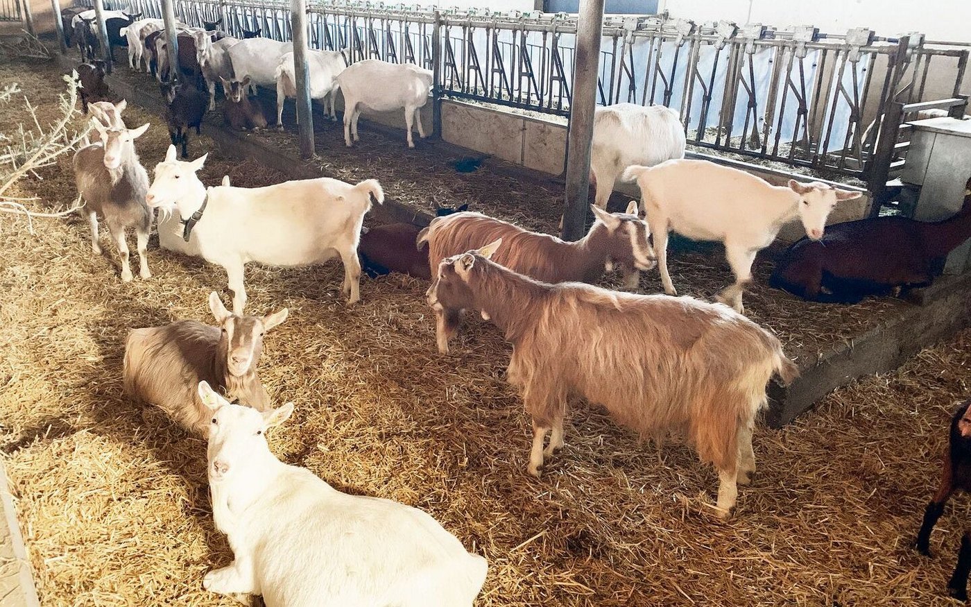 Auf dem Betrieb werden auch rund 100 Milchziegen der Rassen Toggenburger, Brienzer und Saanen gehalten. Die Milch geht zur Dallenwiler Geisskäserei.  