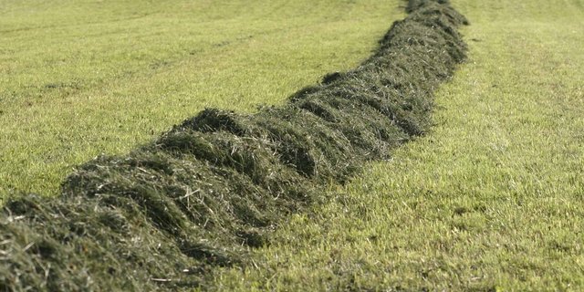 Das Dürrfutter 2019 erzielte gute Rohproteingehalte, der Zuckergehalt ist allerdings tiefer als in den Vorjahren. Dies kann auf zu kurze Trockenperioden hindeuten. (landwirtschaft.ch, Mathias Singer)