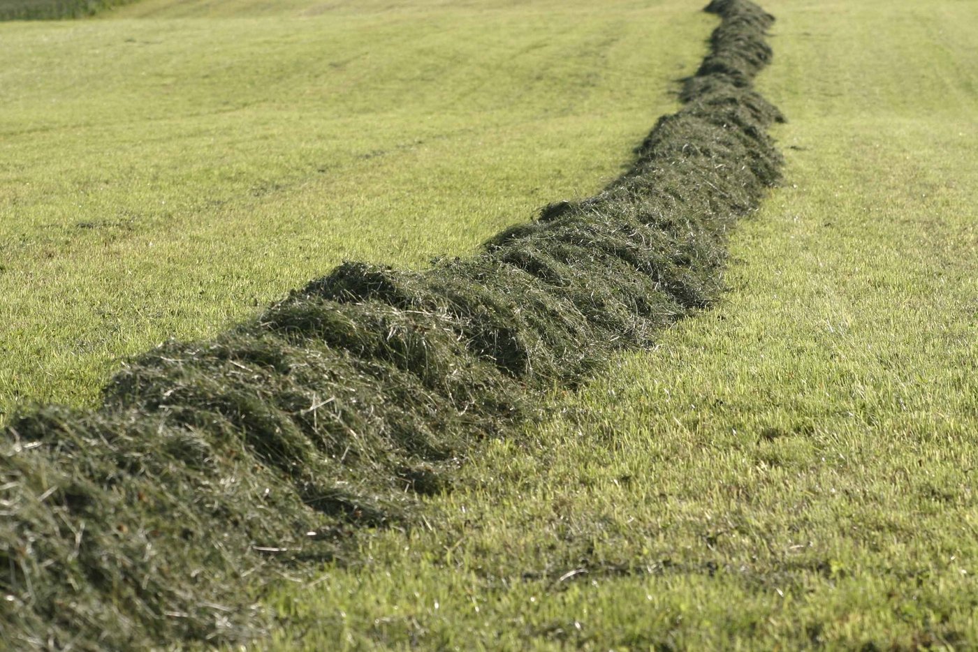 Das Dürrfutter 2019 erzielte gute Rohproteingehalte, der Zuckergehalt ist allerdings tiefer als in den Vorjahren. Dies kann auf zu kurze Trockenperioden hindeuten. (landwirtschaft.ch, Mathias Singer)