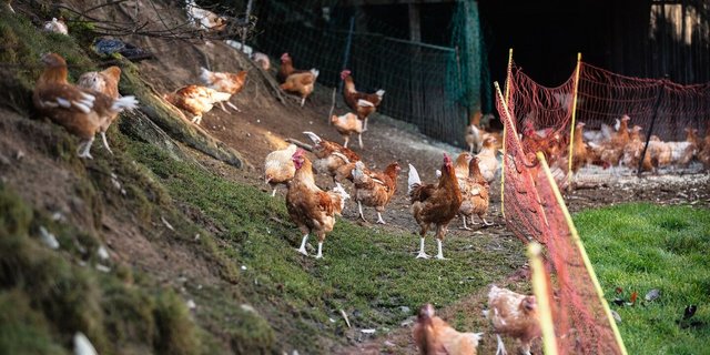 Scharren, picken, herumstolzieren: Bei Fredy und Aida Stalder geniessen die Tiere 12 bis 14 Wochen lang ihr Leben, bevor sie auf dem Hof geschlachtet werden. 