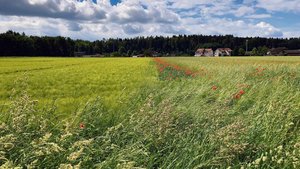 Wogendes Getreide un Wogendes Getreide und leuchtend roter Mohn: Biodiversität auf Ackerflächen ist schön anzusehen und kann agronomisch von Nutzen sein. Das setzt eine gute Planung und angemessene Pflege voraus.
