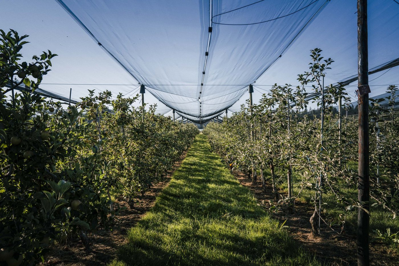 Dank der Zusammenarbeit mit den Behörden konnten Betriebe in nützlicher Frist genug Erntehelfer(innen) rekrutieren. (Bild SOV)