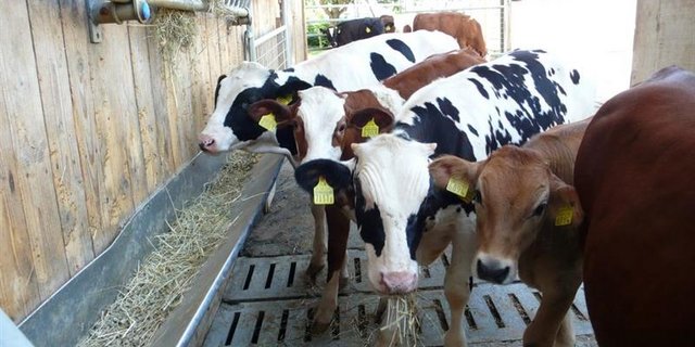 Mastkälber: Zurzeit läuft es auf diesem Markt nicht besonders rund. (Bild zVg)