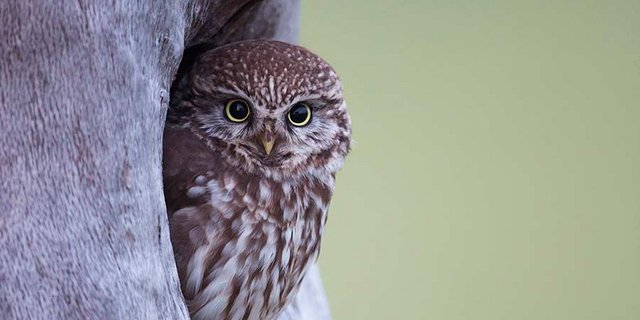 Kulleraugen mit stechendem Blick prägen den Charakterkopf des ­Stein­kauzes. (Bild Patrick Donini / Bird LIfe)