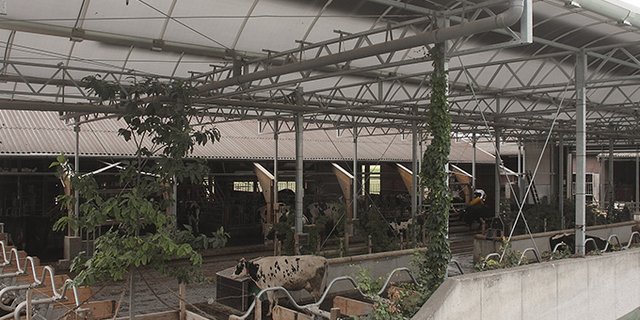 Kuh-Gärten sind luftig gebaut und sollen ähnlich sein wie eine Weide. (Bild Bayerische Milchindustrie eG)