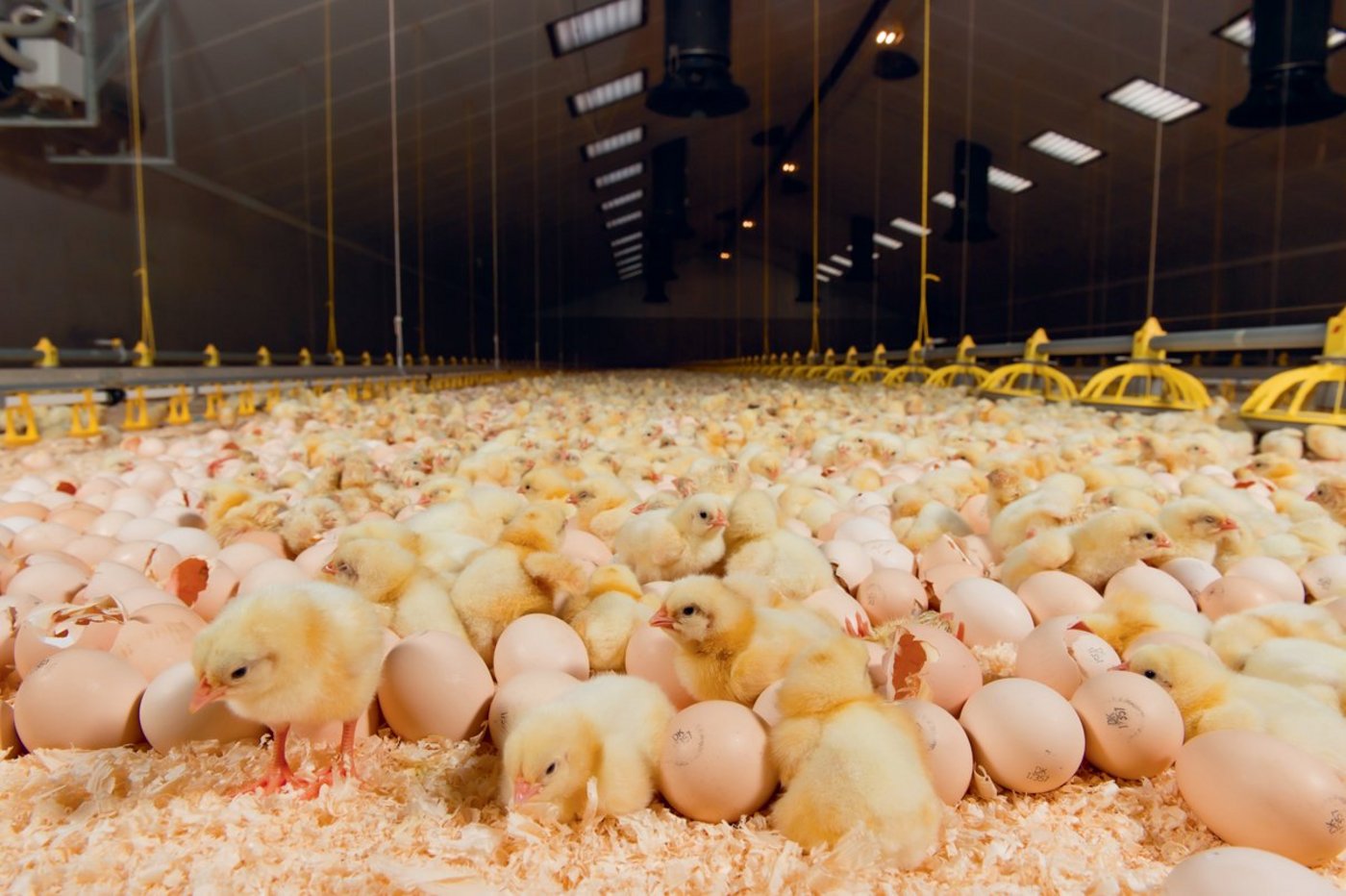 Die Küken schlüpfen im Stall. Damit entfällt der Transportstress und die Küken können sofort mit Fressen beginnen. Diesen Vorteil bietet aber auch die neueste Generation von Brütereien. (Bild NestBorn)