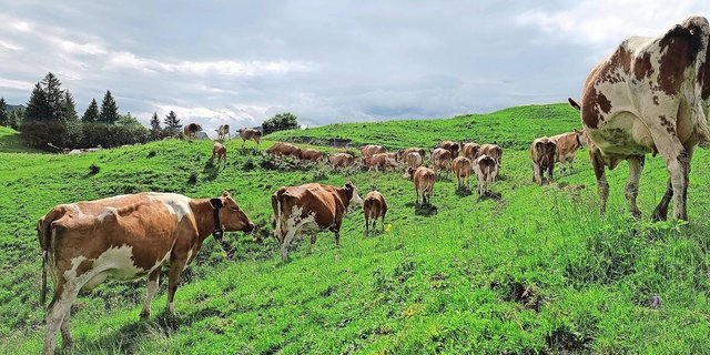 Stier Florian (ganz hinten auf dem Bild) wartete geduldig auf seine Herde. Sogar die Sonne liess sich an diesem Morgen kurz blicken.