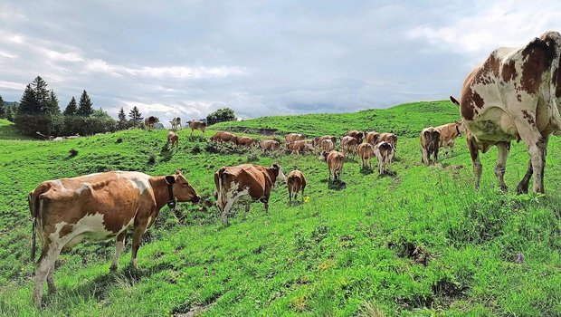 Stier Florian (ganz hinten auf dem Bild) wartete geduldig auf seine Herde. Sogar die Sonne liess sich an diesem Morgen kurz blicken.