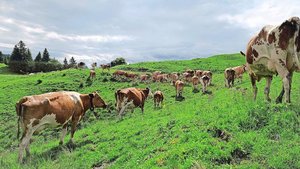 Stier Florian (ganz hinten auf dem Bild) wartete geduldig auf seine Herde. Sogar die Sonne liess sich an diesem Morgen kurz blicken.
