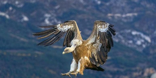 Gänsegeier sind bestens an das Ausnehmen von Kadavern angepasst: Der Kopf und der Hals sind nur leicht befiedert. Eine Halskrause schützt den restlichen Körper vor Verschmutzung.